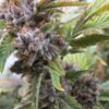 Best Kush Strains To Spice Up Your Life A Bit Further